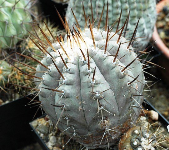 Copiapoa_columna_alba_3